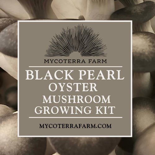 Black Pearl Oyster Mushroom Grow Kit