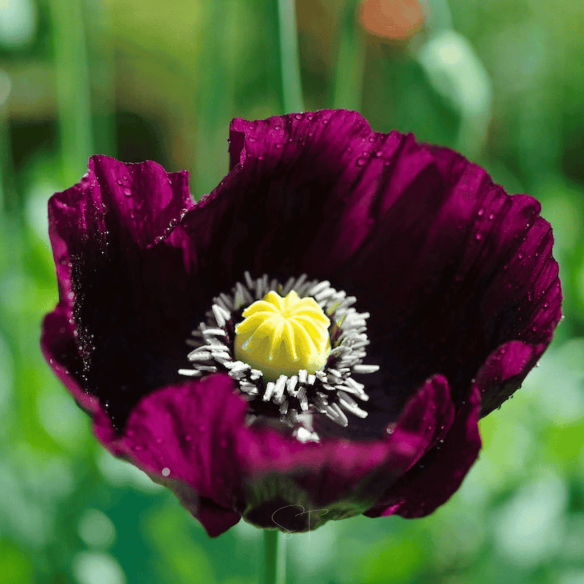 After Midnight Poppy – 100 Seeds