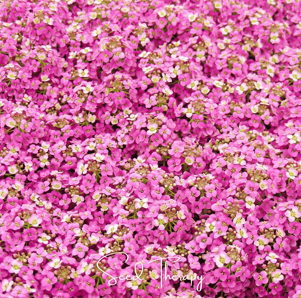 Pink Dwarf Sweet Alyssum – 250 Seeds