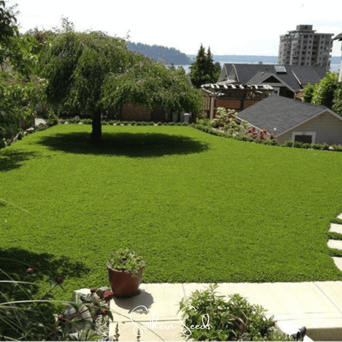 Micro Clover (Mini) – 10,000 Seeds