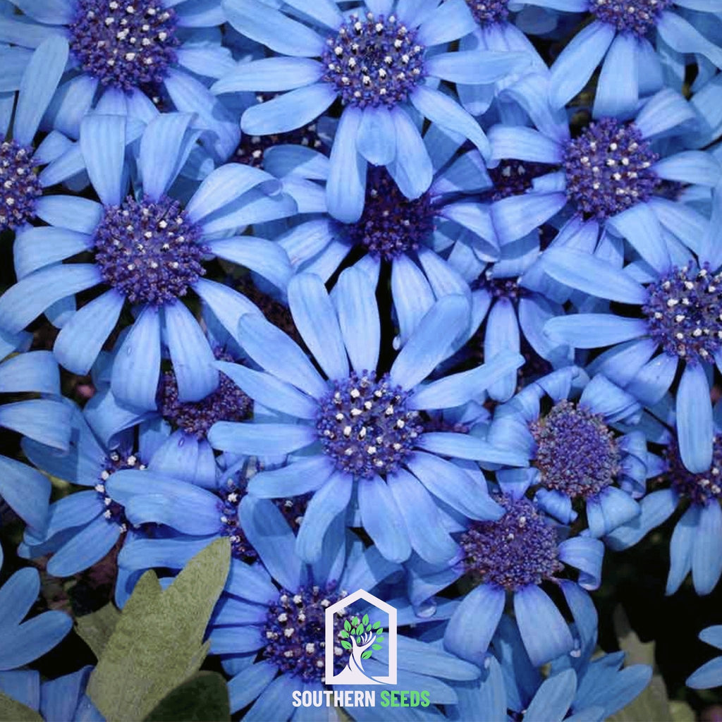 The Blues Blue Daisy – 50 Seeds
