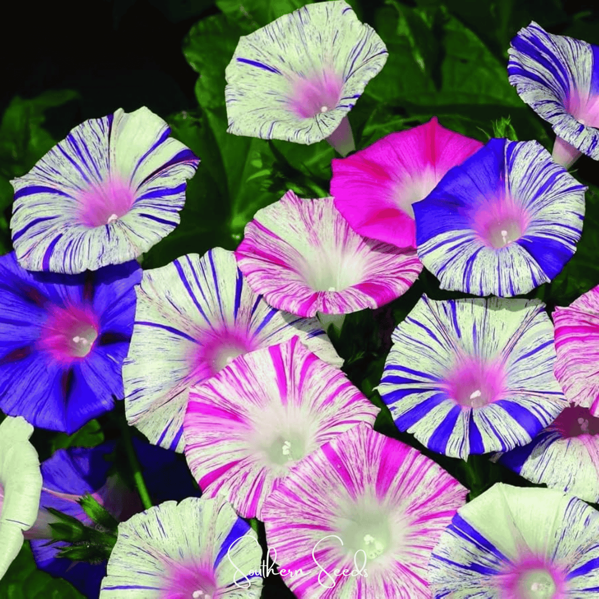 Harlequin Mix Morning Glory – 25 Seeds