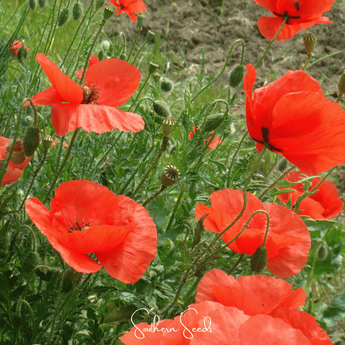 American Legion Poppy – 100 Seeds