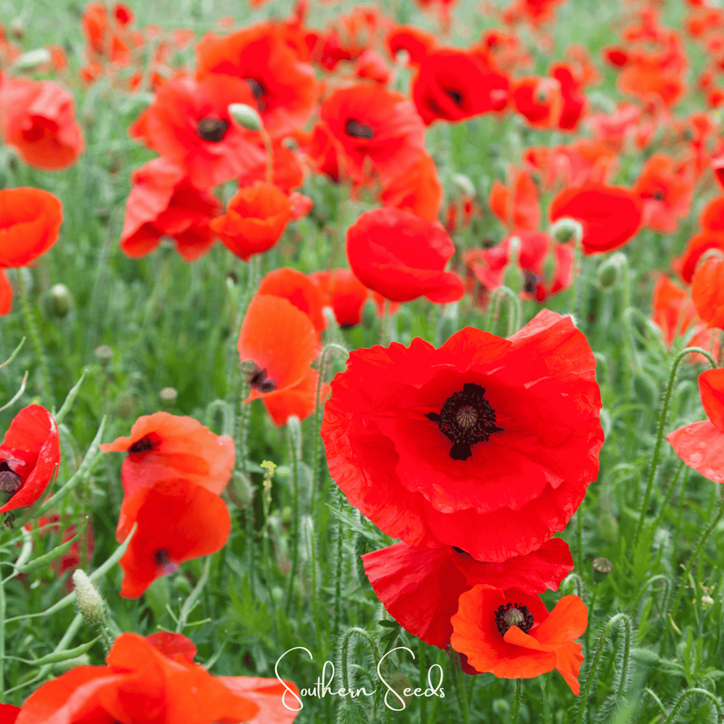 American Legion Poppy – 100 Seeds