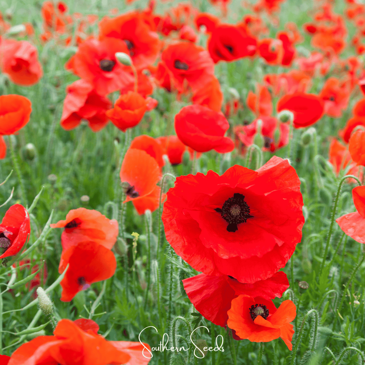 American Legion Poppy – 100 Seeds