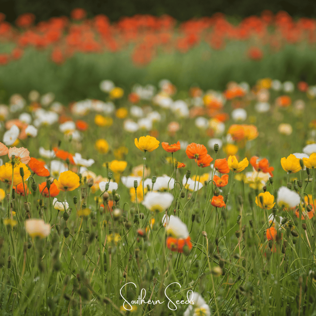 Iceland Poppy – 250 Seeds
