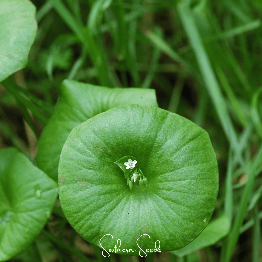 Winter Purslane, Miner’s Lettuce – 100 Seeds