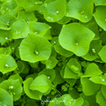 Winter Purslane, Miner’s Lettuce – 100 Seeds