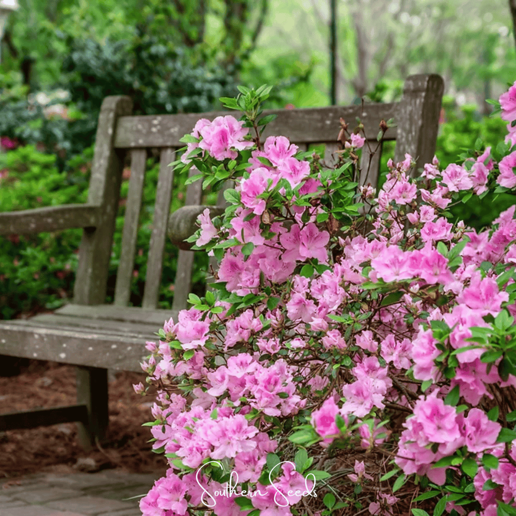 Carolina Azalea Rhododendron – 100 Seeds