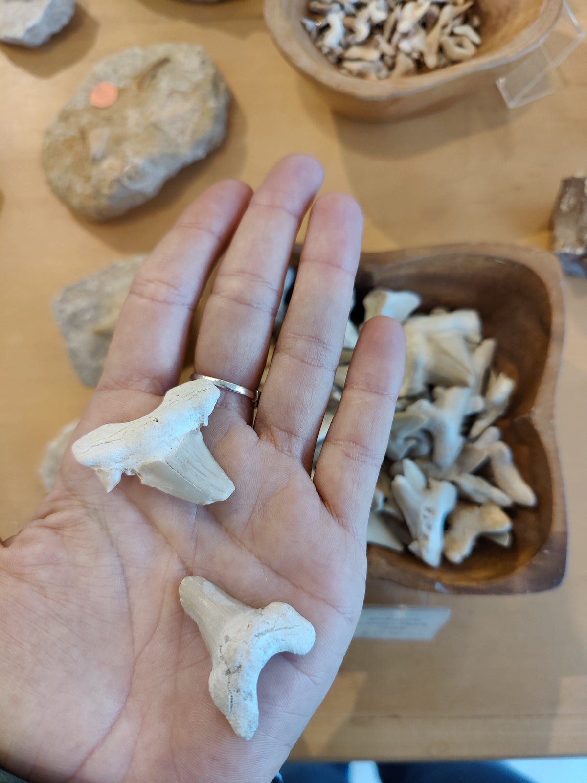 Otodus Shark Tooth SM