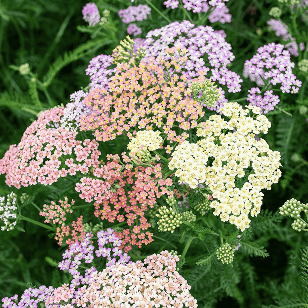 Colorado Yarrow Mix – 50 Seeds