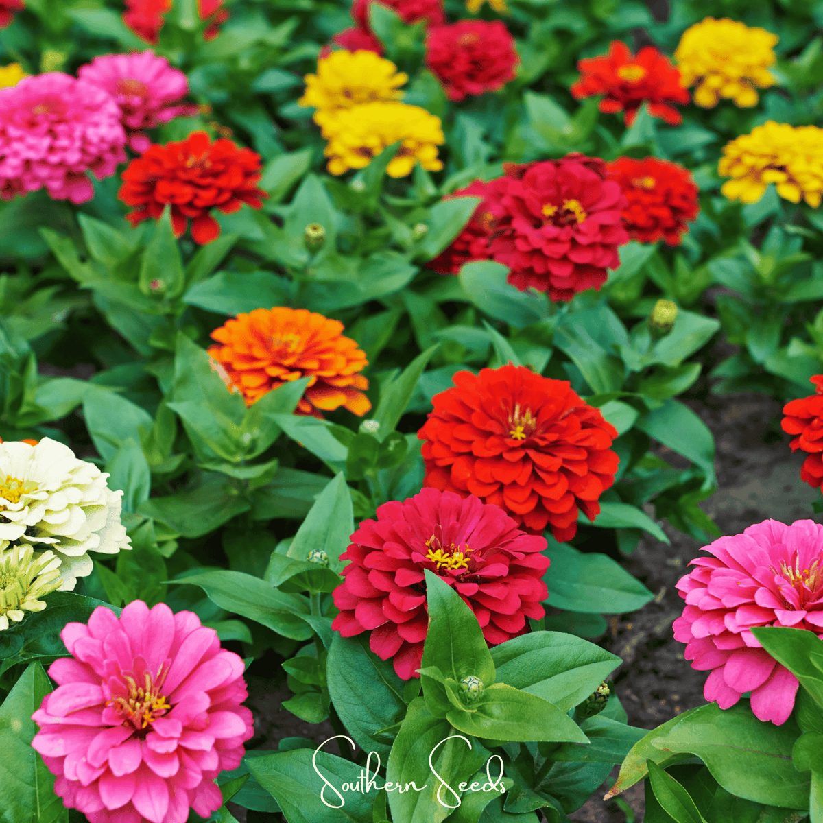 Dahlia Flowered Zinnia – 100 Seeds