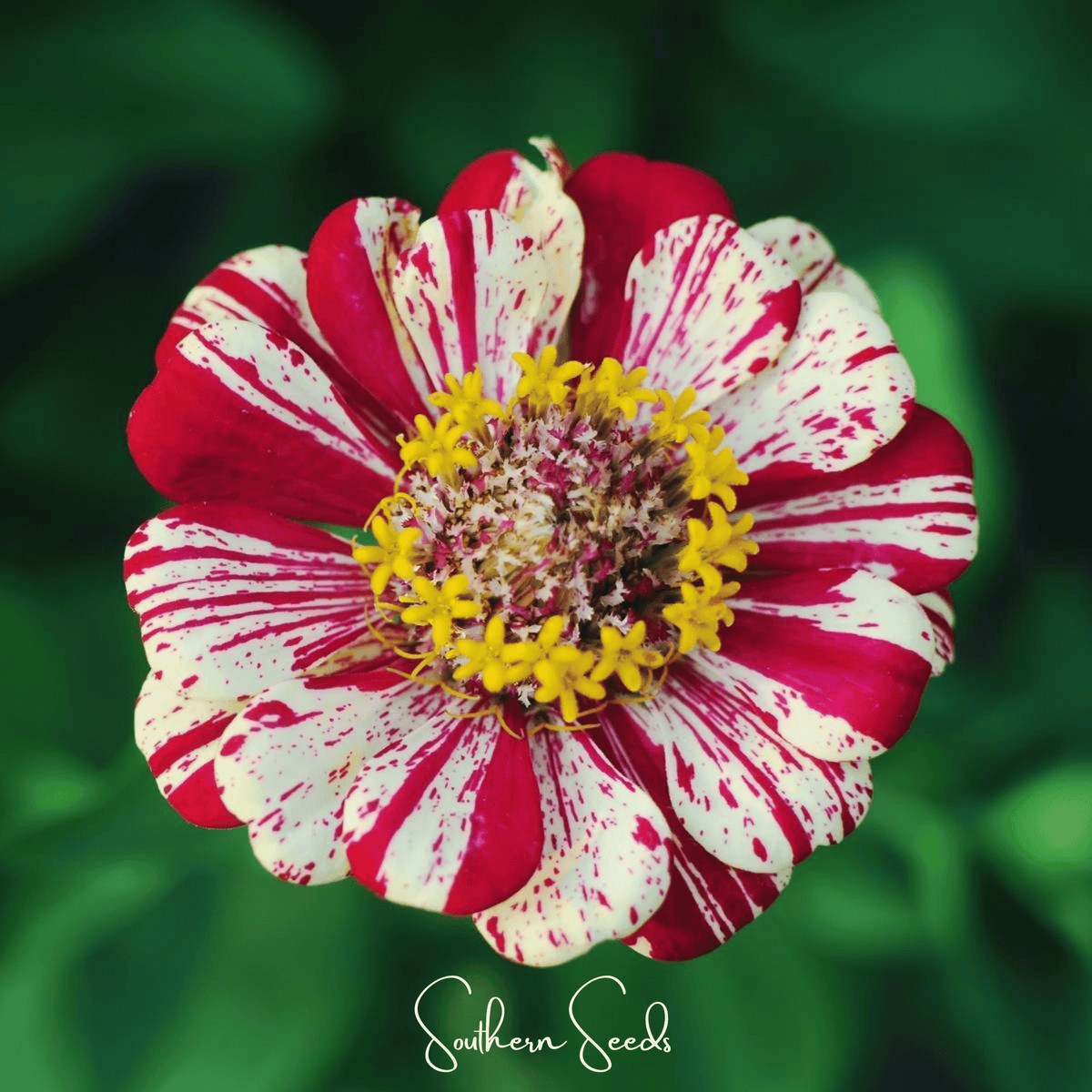 Peppermint Stick Zinnia – 50 Seeds